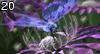 Butterfly by Vertex , 502.113 bytes , 800x432