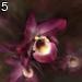 Contour zoom by Saffron , 222.618 bytes , 512x512