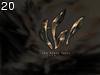 Vankyra tbl by Saffron , 327.369 bytes , 640x480