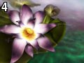 Sereney by Saffron , 359.192 bytes , 640x480