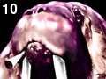 Walrus by Jibe , 118.291 bytes , 320x240