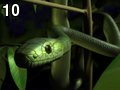 Mamba by Rob , 73.418 bytes , 800x600