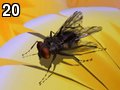 Fly by Yelly , 57.541 bytes , 640x480