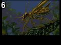 Infestat by Herman , 18.164 bytes, 320x256