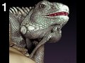Leguana by Bridgeclaw , 61.720 bytes , 540x512