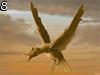 Cybobird by Lance , 3 steps , 620.044 bytes , 800x600